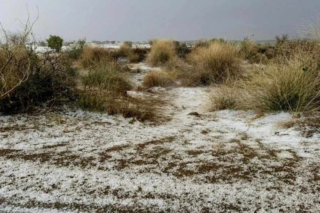 नाचना क्षेत्र में ओलों की चादर बिछी, कई इलाकों में बेमौसम की बारिश से किसानों का नुकसान
