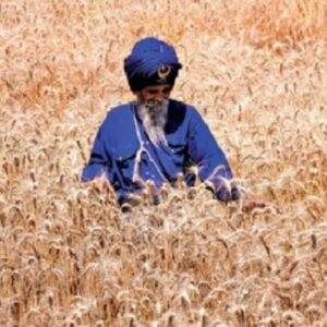 निहंग सिंहों का अनूठा संकल्प:युद्ध कला में निपुण जत्थेदार बिना कीटनाशक खेती कर रहे, ताकि लंगर पवित्र हो