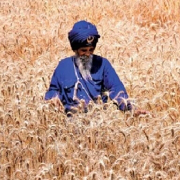 निहंग सिंहों का अनूठा संकल्प:युद्ध कला में निपुण जत्थेदार बिना कीटनाशक खेती कर रहे, ताकि लंगर पवित्र हो