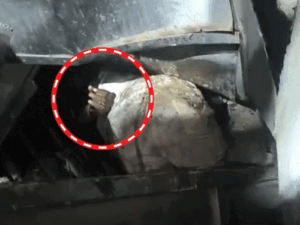 हापुड़ में ट्रक-बस की टक्कर, 6 बारातियों की मौत:टकराने के बाद बस पर गिरा, लोग अंदर दबे, गाड़ी काटकर निकाले गए